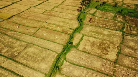 Beautiful-aerial-view-of-agricultural-scene