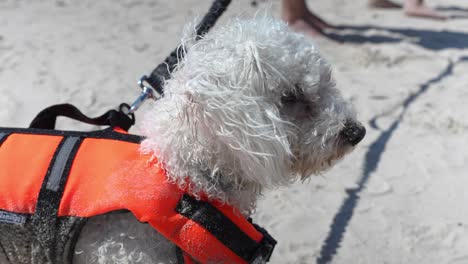 Lifeguard-rescue-Bichon-Frise-dog-wearing-life-jacket-on-duty