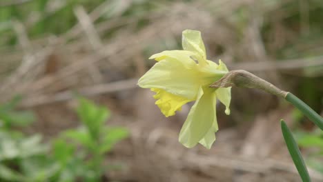 Single-Daffodil-Flower-Moving-In-Soft-Wind