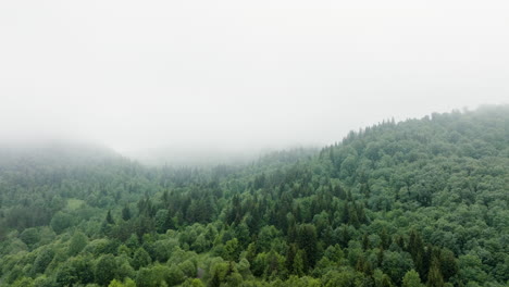 AERIAL---Misty,-foggy-forest-in-the-Caucasus-Mountains,-Georgia,-circle-pan