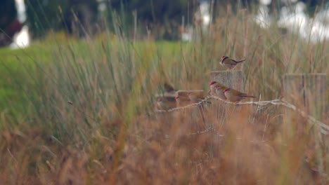 Schwarm-Kleiner-Rotbrauenfinken,-Die-Auf-Einem-Drahtzaun-Mit-Langem-Gras-Sitzen