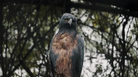 Alarmierter-Schwarzkastanienadler,-Der-Sich-Im-Regenwald-Südamerikas-Umschaut