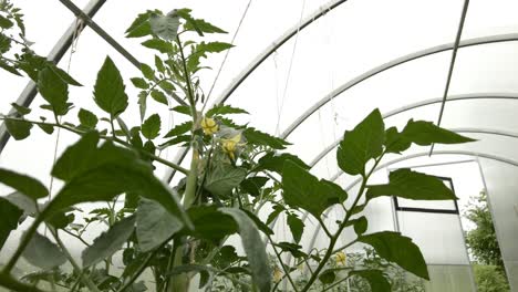 Junge-Tomaten-Im-Gewächshausfeld-In-Litauen