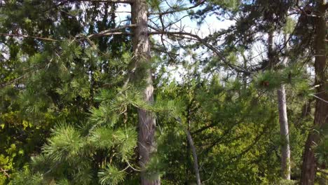 Kiefernnadelbaum-Entlang-Des-Stammes-Hoch-über-Der-Baumkrone