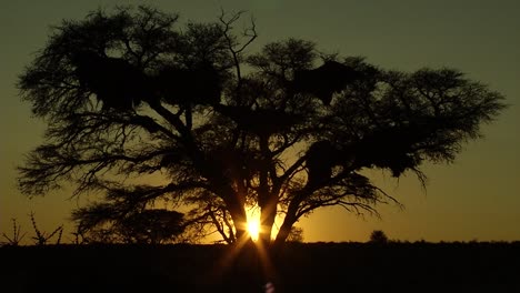 Sonnenuntergang-In-Der-Kalahari-Wüste