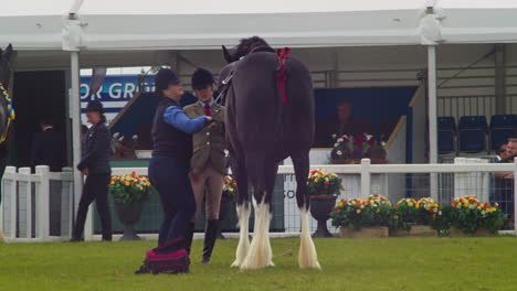 Die-Royal-Cornwall-Show-2022-Mit-Einer-Pferdetrainerin,-Die-Mit-Ihrem-Jockey-Ein-Großes-Pferd-Für-Die-Zeremonie-Präpariert