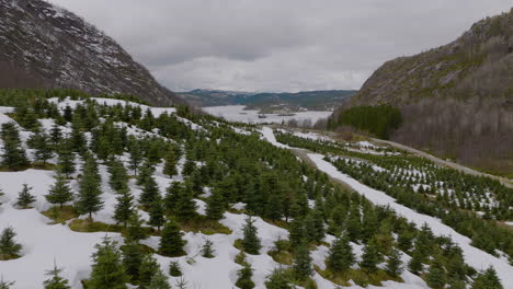 Aerial-over-fir-tree-plantation-in-valley,-melting-snowy-landscape