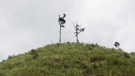 Windy-Grass-Hill-with-Trees-on-Top-on-Cloudy-Rainy-Season