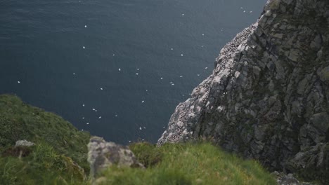 View-from-top-of-Fjord-down-to-lake-water-with-flying-white-sea-sole-birds-nesting-on-cliffside