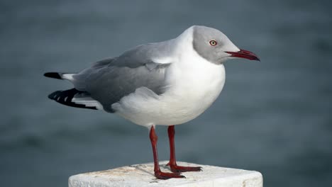 Close-up-of-Grey-headed-Gull-watching-from-a-white-pole-in-the-sea