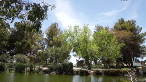 An-oasis-pond-in-a-park-in-the-desert-surrounded-by-deciduous-trees-with-a-gentle-breeze---static-wide-angle-view