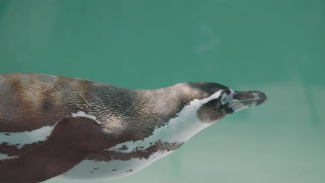 Closeup-Of-Magellanic-Penguin--Swimming-Beneath-The-Aquarium