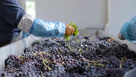 Slow-motion-of-three-people-at-a-sorting-table-cleaning-grapes-for-the-wine-process