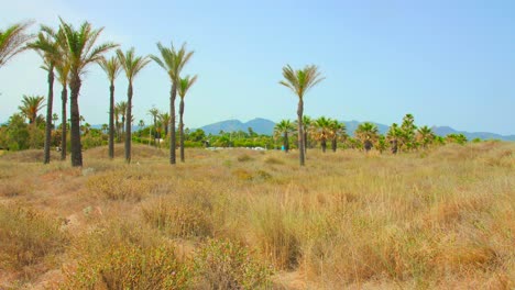 Palm-Trees-Park-At-Playa-El-Pinar-Beach-In-Grao-de-Castellon-Of-Spain