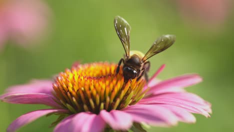 Nahaufnahme-Einer-Biene,-Die-Eine-Rosa-Blume-Bestäubt,-Verhalten-Wilder-Insekten