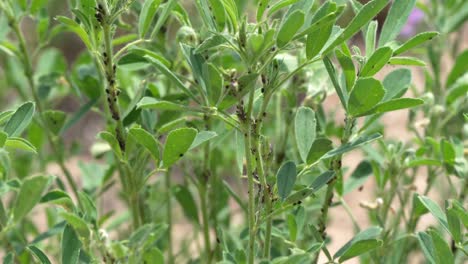 Black-aphids-eating-on-alfalfa-leaves