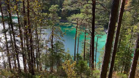 Forest-with-the-beautiful-Eibsee-lake-in-Bavaria-behind,-with-turquoise-water,-very-close-to-the-Zugspitze-mountain