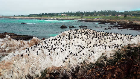 Docenas-De-Pelícanos-Y-Gaviotas-Descansando-En-La-Isla-Rocosa-En-El-Océano-Pacífico-En-La-Costa-De-Monterey