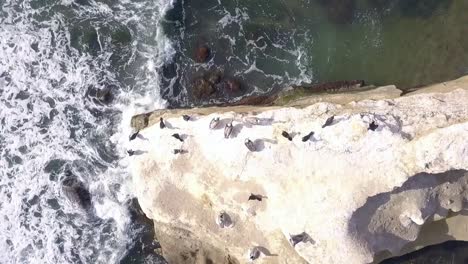 Slow-motion,-bird-rock-with-pelicans
