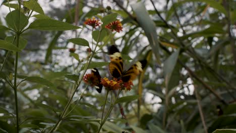 Nahaufnahme-Eines-Schmetterlings,-Der-Nektar-Aus-Der-Kleinen-Gelben-Blume-Im-Wald-Saugt