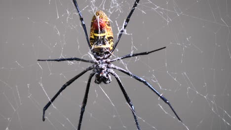 Close-up-shot-of-yellow-black-striped-Silk-Spider-resting-in-web-net-during-sunny-day-outdoors