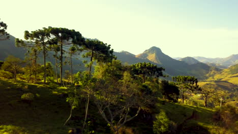 Tropical-Trees-On-Green-Mountain-Valley-Slope-In-Sunny-Brazil-Landscape