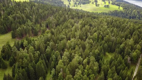 Drone-view-of-a-fir-tree-forest