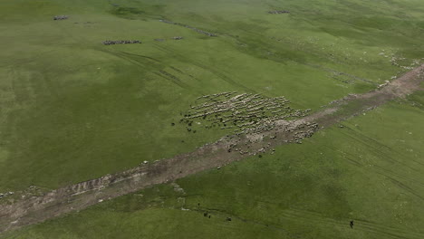 Vast-Pastureland-With-Grazing-Sheeps-In-Ktsia-Tabatskuri-Managed-Reserve-Park-In-Georgia