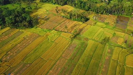 Amazing-cinematic-Ubud,-Bali-drone-footage-with-exotic-rice-terrace,-small-farms-and-agroforestry-plantation