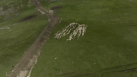 Luftaufnahme-Einer-Großen-Schafherde,-Die-Auf-Grünen-Wiesen-Im-Verwalteten-Reservat-Ktsia-Tabatskuri-In-Georgien-Weidet