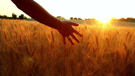 Hand-Gently-Touching-Ears-of-Wheat-Grain-Stalks-in-Agricultural-Farm-Field-at-Golden-Sunset,-Sun-Light-Flare-and-Glare-in-Background