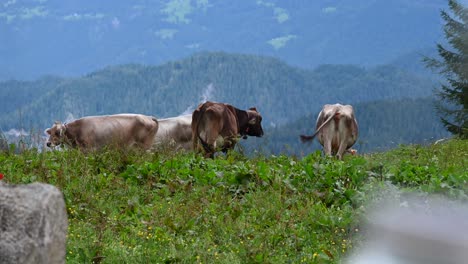 Some-cows-in-a-mountain-meadow,-they-eat-grass