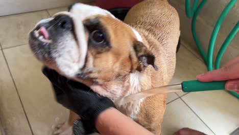 One-hand-holding-water-hose-and-the-other-hand-giving-pet-English-bulldog-a-belly-rub-and-deep-cleaning-to-maintains-good-health-and-hygiene