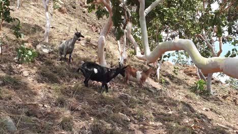 A-herd-of-inquisitive-black,-brown-and-white-horned-goats-in-the-wild-rural-countryside-on-a-steep-hillside-during-dry-season-in-the-tropics-on-a-tropical-island