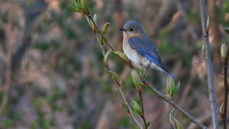 Un-Maravilloso-Pájaro-Azul-Oriental-Macho-Se-Mantiene-Alerta-Mientras-Está-Encaramado-En-Una-Rama