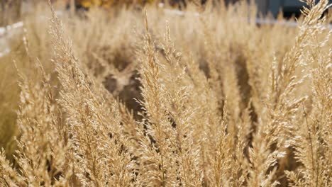 close-up-of-wheat-crop-field-in-urban-environment-sunny-light-with-great-bokeh-in-new-york-city-high-line