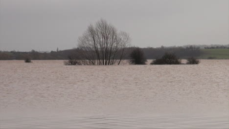 Großbritannien,-Februar-2014-–-Ein-Vogel-Fliegt-Während-Der-Überschwemmungen-In-Somerset-Level-Aus-Den-Schwankenden-Zweigen-Versunkener-Bäume-Im-Braunen-Hochwasser