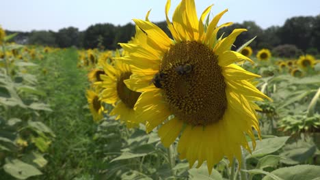 Sunflowers-swaying-in-the-summer-sun-at-Dorthea-Dix-Park