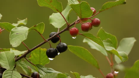 close-up-shot-of-a-utah-serviceberry-branch-with-some-ripe-and-unripe-berries