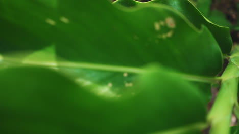 Close-up-view-of-textured-green-leaves-of-plant-in-slow-motion