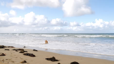Golden-Retriever-Hund-Spielt-Im-Wasser-Am-Strand,-Zeitlupe