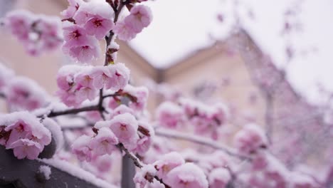 Ein-Kirschblütenbaum-Im-Schnee