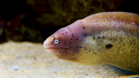 Profile-shot-underwater-of-distinctive-Geometric-Moray-eel