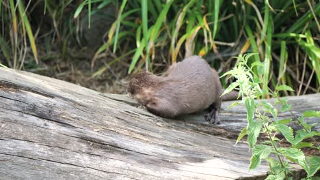 Slow-motion-shot-of-wild-Otter-resting-on-wooden-trunk-in-nature,close-up