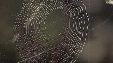 Spinnennetz-Nahaufnahme-Wackelt-Im-Wind-Mit-Tautropfen