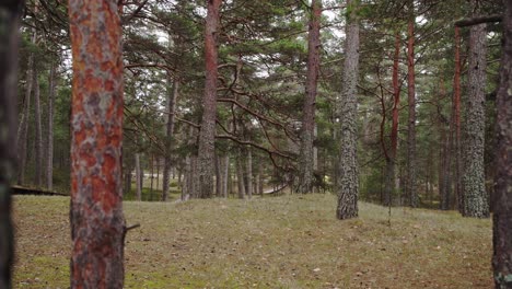 Forest-of-pine-next-to-the-sea-coast-in-Latvia,-baltic-contry-and-sea