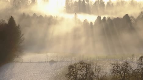 Beautiful-sun-flares-are-shining-through-the-fog-over-some-pines-in-Switzerland