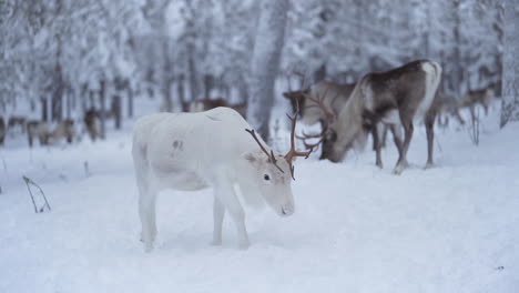 Zeitlupe-Eines-Weißen-Rentiers-Mit-Geweih,-Der-Zwischen-Anderen-Rentieren-In-Einem-Verschneiten-Wald-In-Lappland,-Finnland,-Spaziert