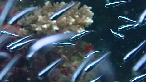 tiny-glass-fish-are-swimming-in-the-current