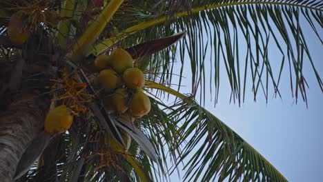 Yellow-Coconuts-On-Large-Tropical-Palm-Tree-Moving-Slightly-In-The-Breeze-During-Dim-Morning-Or-Evening-Blue-Hour-With-Clear-Blue-Sky-In-Background